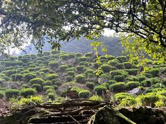 -石台牯牛降景区