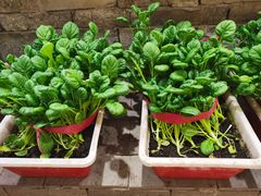 -印巷里主题餐厅(马鞍山店)