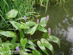 -昆山城市生态森林公园