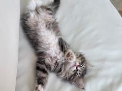 -芭比堂动物医院·CT·微创中心(新顺分院)