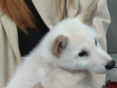 -安安宠医宠物医院·异宠·犬猫内科(岳阳分院)