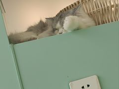 -怪兽屋·羊驼·猫咖·狗咖(俊华广场店)