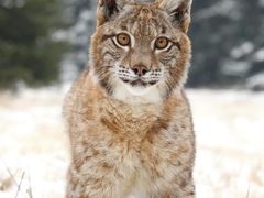 -泉州海丝野生动物世界