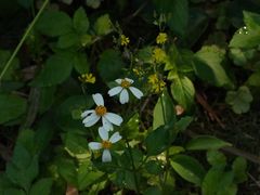 -南宁良凤江国家森林公园