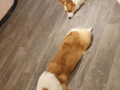 -浣熊柯尔鸭土拨鼠·电玩咖