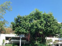 -深圳华侨城医院