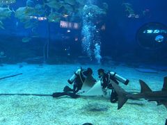 -烟台海昌鲸鲨海洋公园