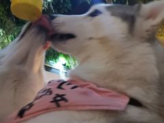 -Husky Go! 哈士奇体验馆·宠物咖啡厅狗咖