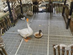 -优之名鹅城