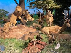 -国家自然博物馆