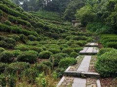 -十八棵（老龙井）御茶园(老龙井店)
