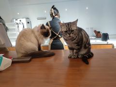 -有猫主题·治愈系猫咖(曾厝垵店)