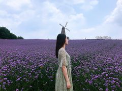 -大塘金香草谷