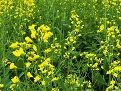 -光明小镇欢乐田园