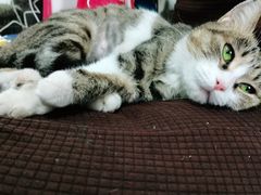 -纳吉亚猫专科动物诊疗中心(蒋宅口分院)
