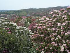 -贵州百里杜鹃风景名胜区