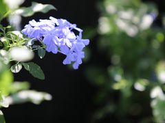 -荷兰花海