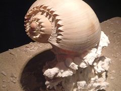 -亚龙湾中心广场·贝壳馆