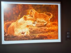 -罗红摄影艺术馆