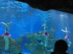 -芜湖新华联大白鲸海洋公园