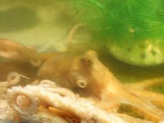 -V-ONE西雅图海鲜自助餐厅(仓山万达广场店)