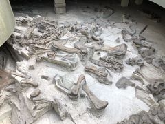 -自贡恐龙博物馆