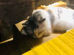 -猫色咖啡·猫咖