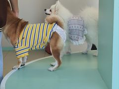 -怪兽屋·羊驼·猫咖·狗咖(俊华广场店)