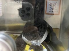 -瑞派宠物医院·24h·骨外科·皮肤科·全科宠物医疗转诊中心(沈阳浑南院)