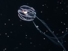 -欢乐海岸海洋奇梦馆