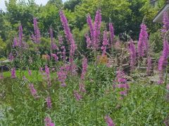 -COSTA COFFEE(上海月星环球港店)