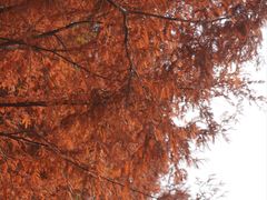 -白鹭湾湿地公园