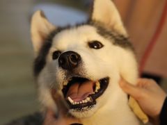 -Husky Go! 哈士奇体验馆·宠物咖啡厅狗咖