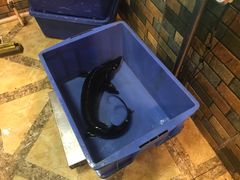 -荣德灶台鱼(圣泉寺店)