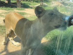 -西霞口神雕山野生动物世界