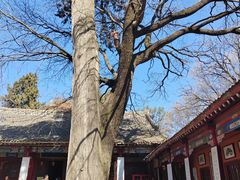 -少华山国家森林公园