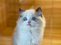 -猫十亿·布偶金渐层·曼基康矮脚猫舍(青年路店)