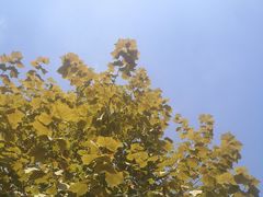 -四川省成都市彭州市白鹿镇