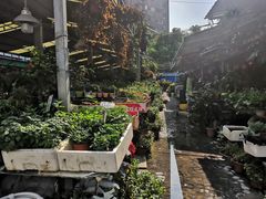 -曲阳花鸟市场(曲阳路店)