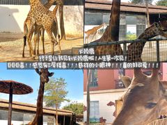 -灵玲国际马戏城