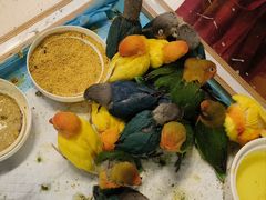 -帕帕拉兹宠物(亚洲旗舰店)