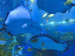 -正佳极地海洋世界