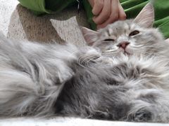 -藏猫猫咖啡主题馆(中央大道店)