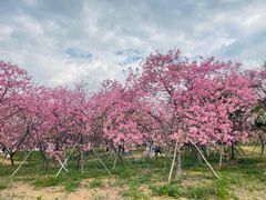 -天适樱花悠乐园