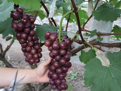 -马陆小张葡萄园农家乐