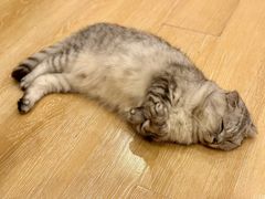 -猫咪派对(江南西店)