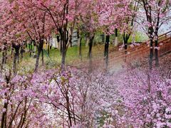 -广东花都湖国家湿地公园
