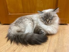 -是阿柴呀！柴犬咖啡·爱喵喵猫咖