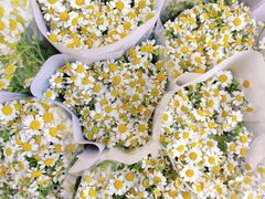 -循礼门鲜花花市(武汉循礼门店)