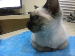 -芭比堂宠物医院·全科爱猫医院·仁德分院